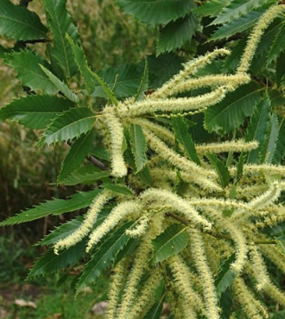 Sweet Chestnut/Ægte Kastanie