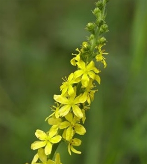 Agrimony/Agermåne