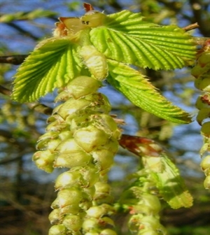 Hornbeam/Avnbøg