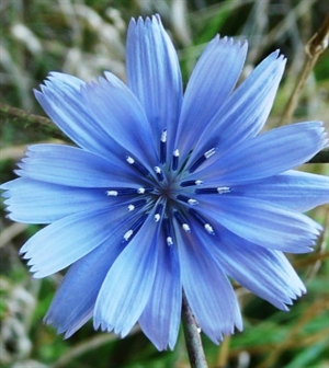 Chicory/Cikorie