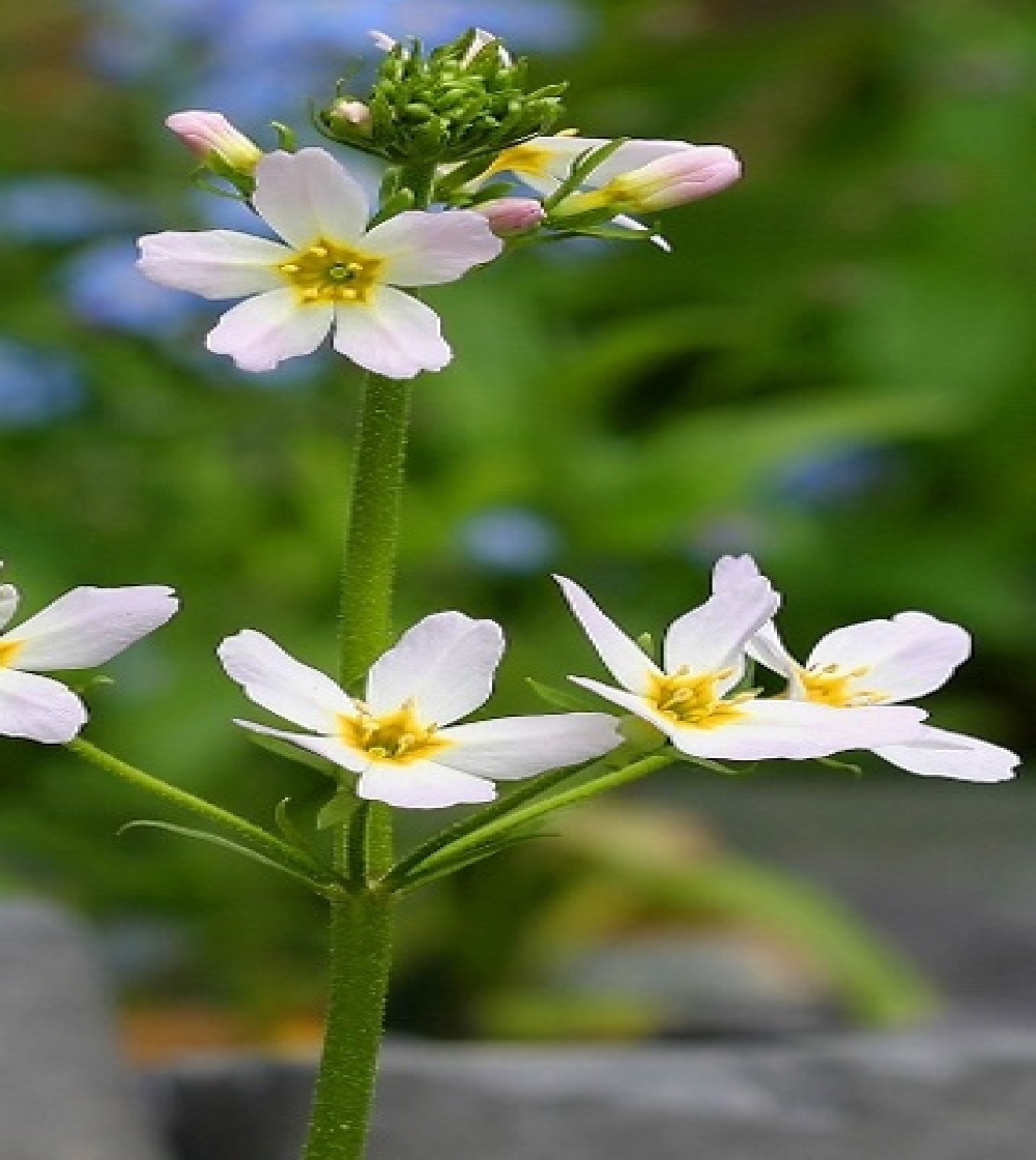 Water Violet/Vandrøllike